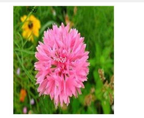 19usd pink Ngryise 3000Pcs A Set Centaurea seed