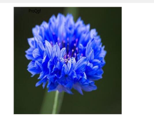 19usd Ngryise 3000Pcs A Set Centaurea seed