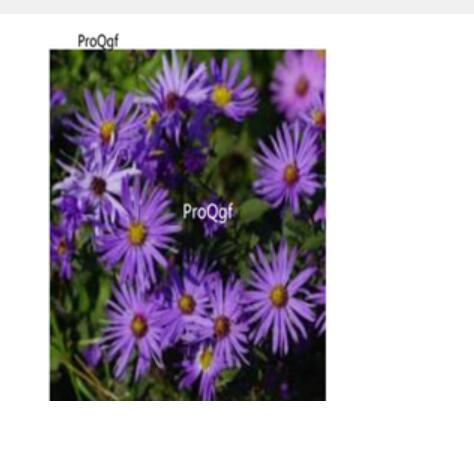 19usd blue Ngryise 3000pcs Symphyotrichum novi-belgii  seed