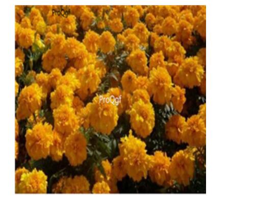 19usd Ngryise dark yellow 3000pcs dwarf four season chrysanthemum flower seed