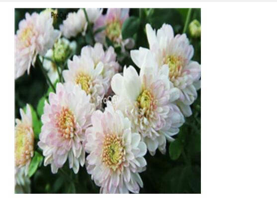 19usd Ngryise white 3000pcs dwarf four season chrysanthemum flower seed