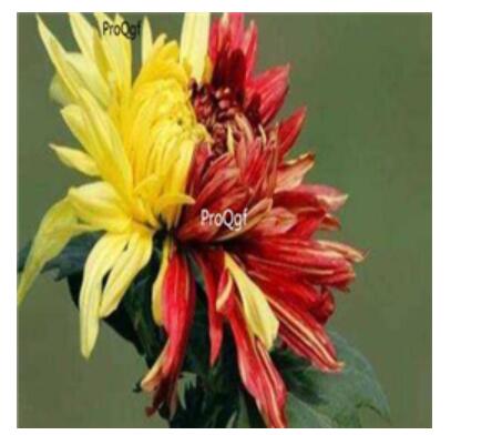 18Usd yellow red Ngryise 3000pcs Dendranthema morifolium seed