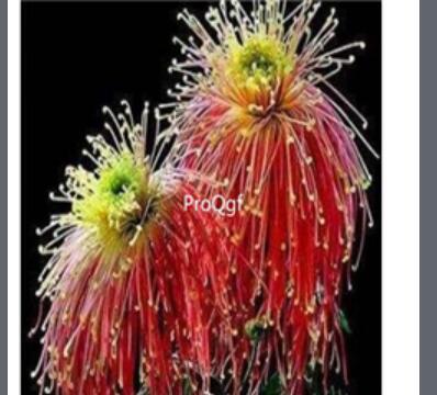 18Usd yellow orange susu Ngryise 3000pcs Dendranthema morifolium seed