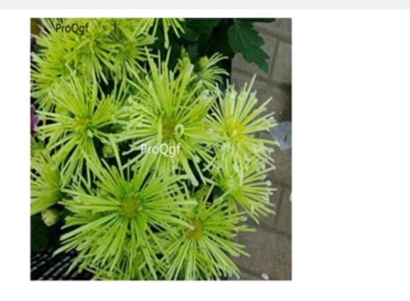19usd Ngryise green 3000pcs dwarf four season chrysanthemum flower seed