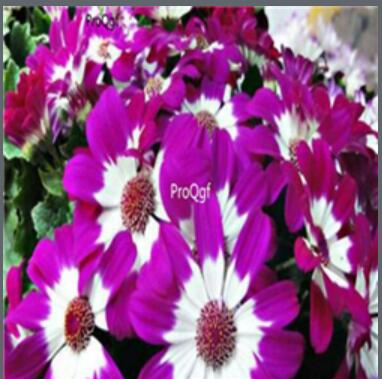 19usd Ngryise purple with white double color 3000pcs dwarf four season chrysanthemum flower seed