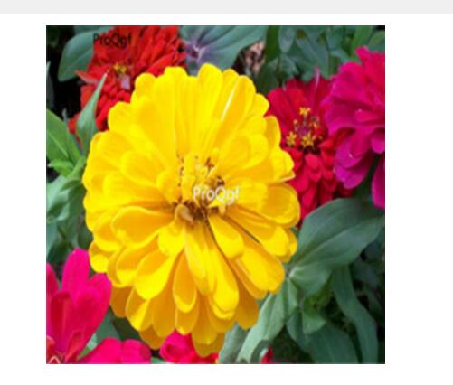 19usd yellow Ngryise 2000pcs Zinnia elegans seed