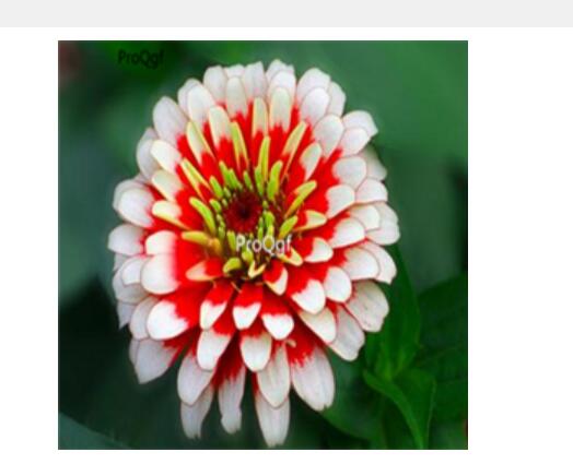 19usd red white Ngryise 2000pcs Zinnia elegans seed