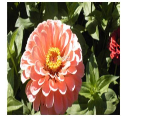 19usd pink Ngryise 2000pcs Zinnia elegans seed