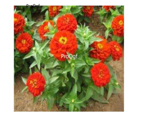 19usd dark red Ngryise 2000pcs Zinnia elegans seed