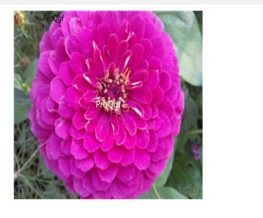 19usd purple Ngryise 2000pcs Zinnia elegans seed