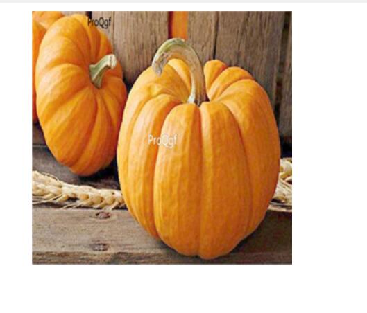 29usd Ngryise 3000pcs Cucurbita moschata seed