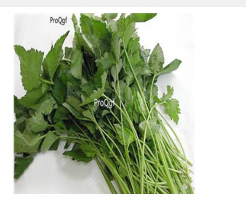 29usd Ngryise 500pcs Cryptotaenia japonica Hassk seed