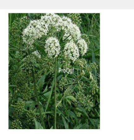 59usd Ngryise 10pcs Cicuta virosa seed