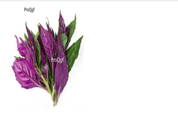 29usd Ngryise 100pcs Alliumhookeri Thwaites seed