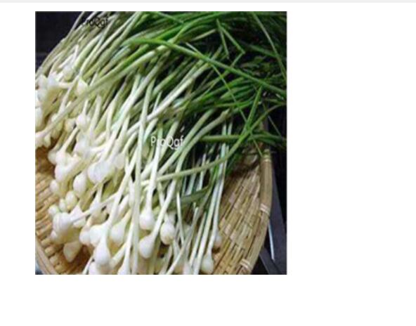 19usd Ngryise 1000pcs Allium macrostemon seed