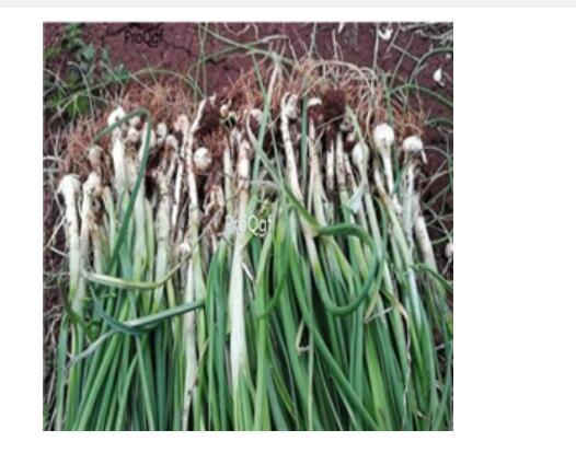19usd Ngryise 3000pcs Allium chrysanthum seed