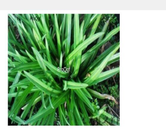 19usd Ngryise 3000pcs Allium japonicurn regel seed