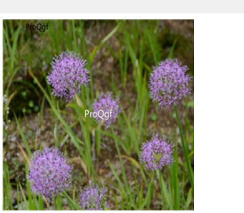 19usd Ngryise 3000pcs Allium wallichii Kunth seed