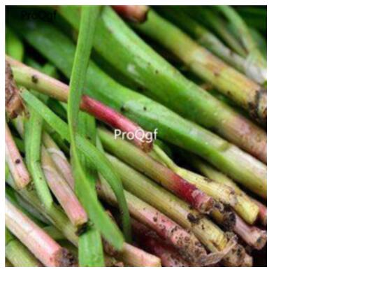 18usd Ngryise 5000pcs  Allium tuberosum seed