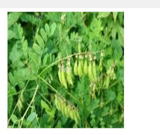 29usd Ngryise 300pcs Astragalus propinquus seed