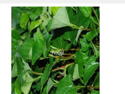 29usd Ngryise 300pcs HERBA HOUTTUYNIAE seed