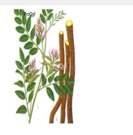 29usd Ngryise 1000pcs Glycyrrhiza uralensis seed