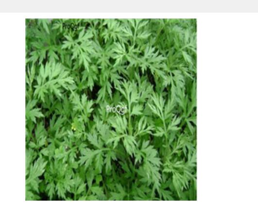 29usd Ngryise 500pcs Artemisia lavandulaefolia seed