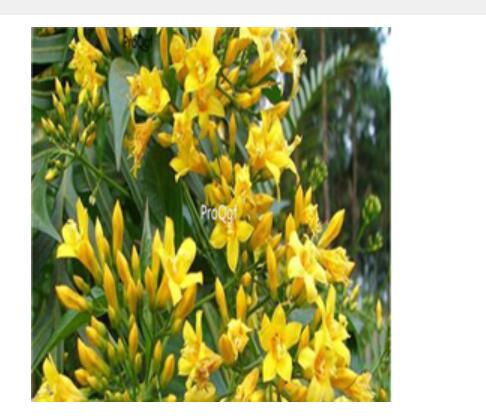 28usd Ngryise 300pcs Gelsemium elegans seed