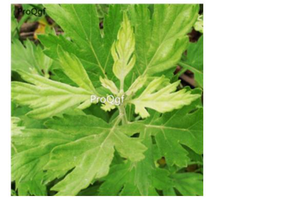 28usd Ngryise 1000pcs   Artemisia Ser. Absinthium seed