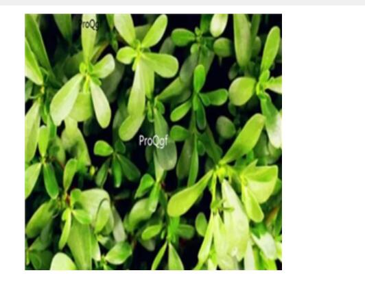 29usd Ngryise 500pcs Portulaca oleracea seed