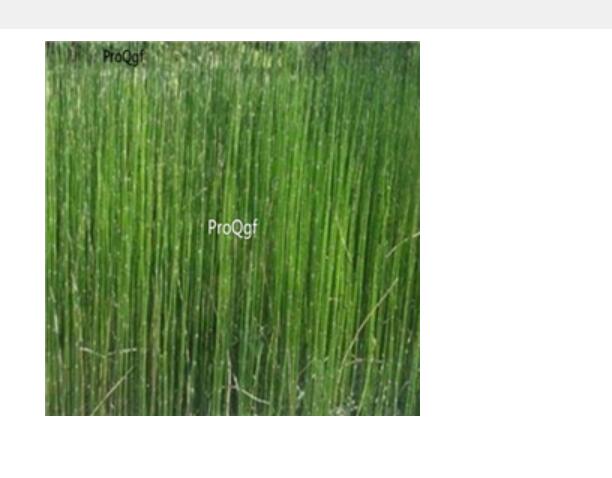 28usd Ngryise 500pcs Equisetum ramosissimum seed