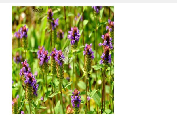 28usd Ngryise 500pcs Prunella vulgaris seed