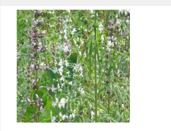 28usd Ngryise 1000pcs  parthenium hysterophorus seed