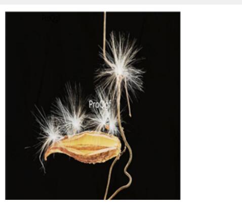 29usd Ngryise 50pcs Metaplexis japonica seed