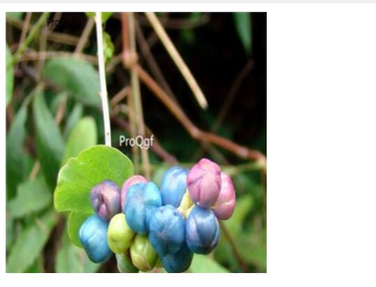 28usd Ngryise 100pcs Polygonum perfoliatum seed