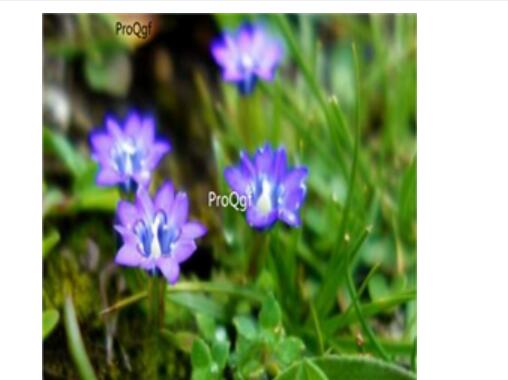 18usd Ngryise 100pcs Adenophora capillaris seed