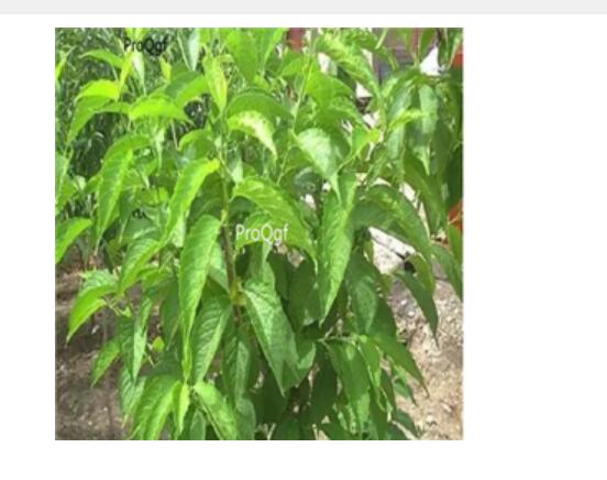 18usd Ngryise Tylophora secamonoides seed