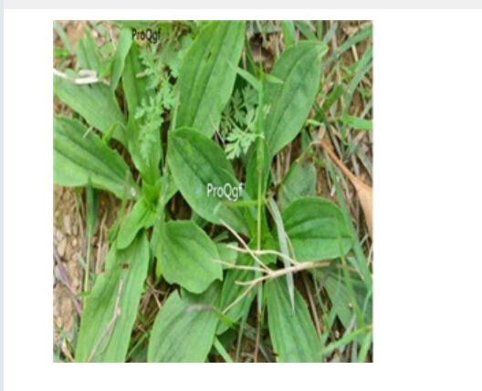 18usd Ngryise 100pcs Plantago asiatica seed