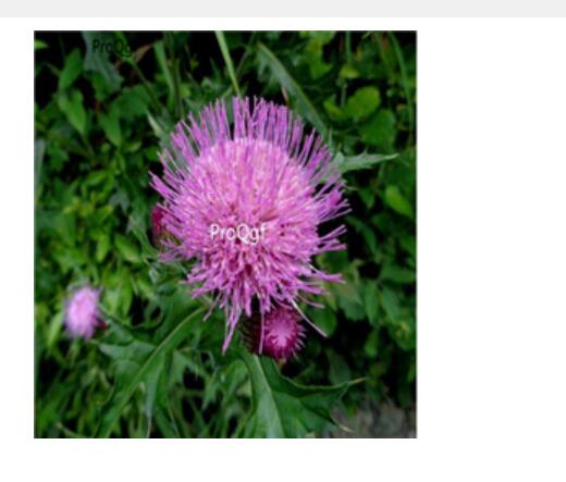 18usd Ngryise 100pcs Cirsium setosum seed
