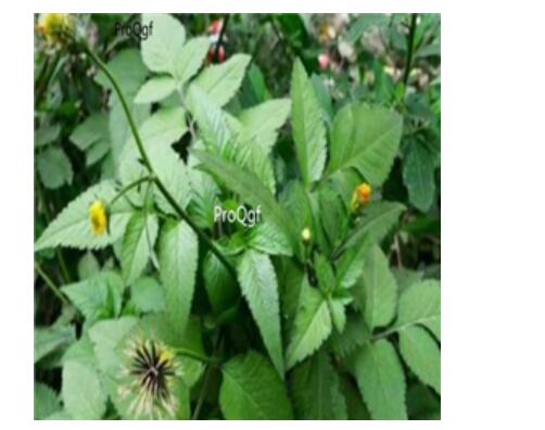 18usd Ngryise 100pcs Bidens pilosa seed