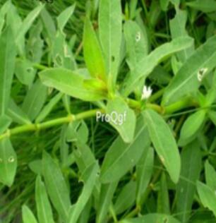18usd Ngryise 100pcs Alternanthera sessilis seed