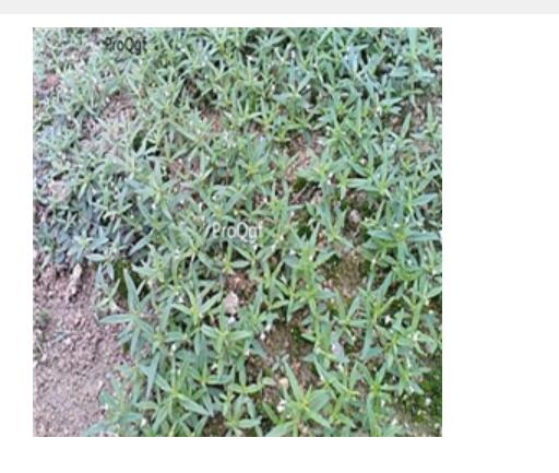 18usd Ngryise 100pcs Spreading Hedyotis seed
