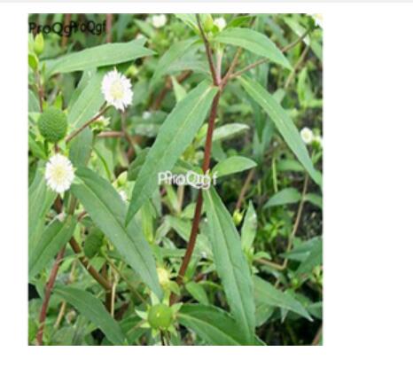 18usd Ngryise 500pcs Eclipta prostrata seed