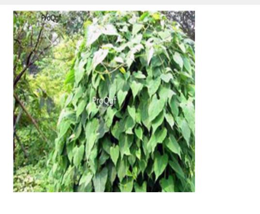 28usd Ngryise 10pcs CAULISPOLYGONIMULTIFLORI seed