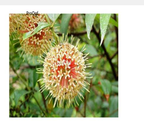 18usd Ngryise 300Pcs A Set Uncaria rhynchophylla seed