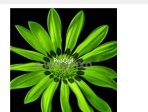 19usd dark green Ngryise 3000Pcs Gazania rigens Moenc seed