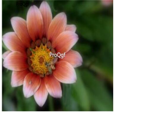 19usd light pink Ngryise 3000Pcs Gazania rigens Moenc seed