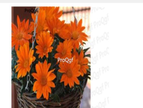 19usd orange Ngryise 3000Pcs Gazania rigens Moenc seed