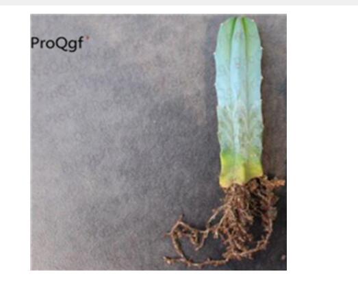 39usd Ngryise 50pcs Myrtillo cactus geometrizans seed