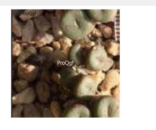 259usd 50Pcs A Set .obscurum ssp.sponsaliorum SH.1437 seed